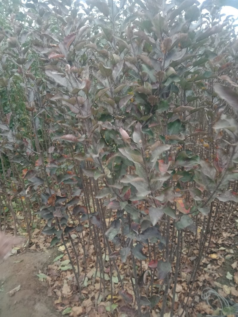 苹果树苗新品种瑞阳苹果树苗产量稳定