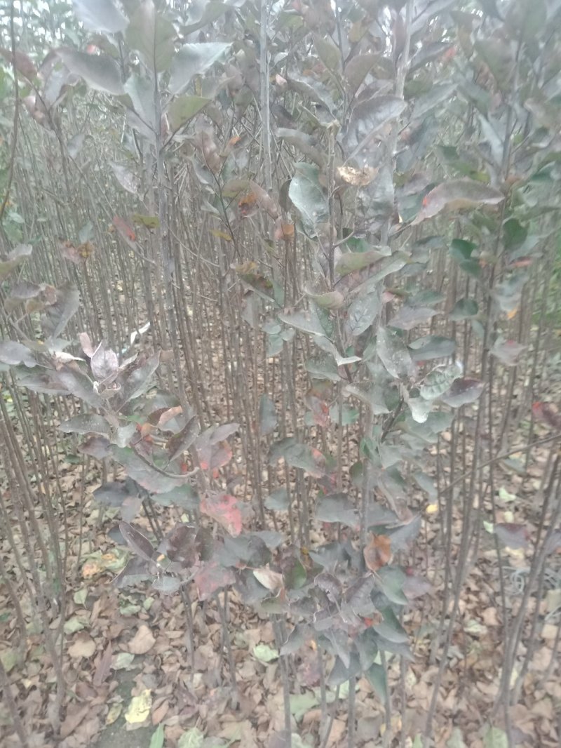 苹果树苗新品种瑞阳苹果树苗产量稳定