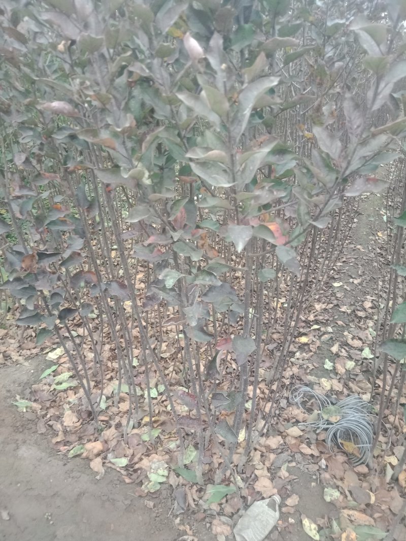 苹果树苗新品种瑞阳苹果树苗产量稳定