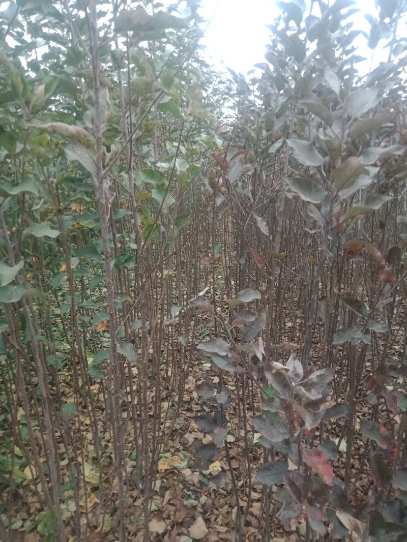 苹果树苗新品种瑞阳苹果树苗产量稳定