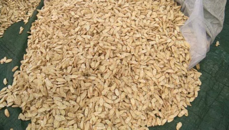甘肃岷县:黄芪片，黄芪直条，黄芪原条？