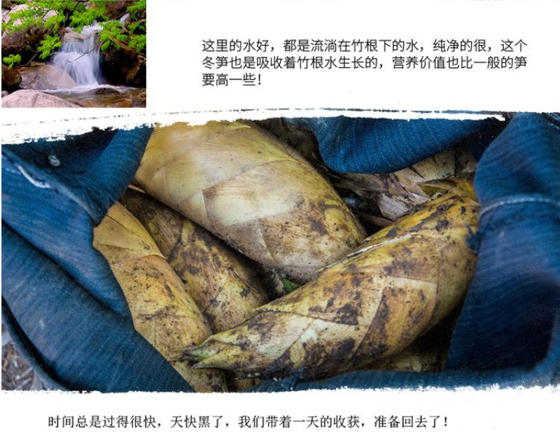 冬笋竹笋笋一件代发