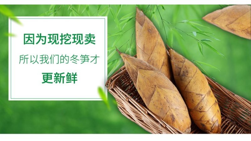 冬笋竹笋笋一件代发
