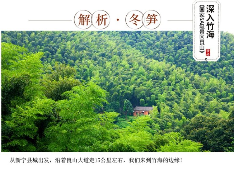 冬笋竹笋笋一件代发
