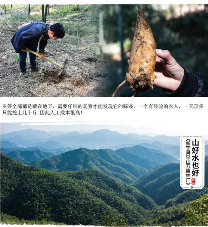 冬笋竹笋笋一件代发