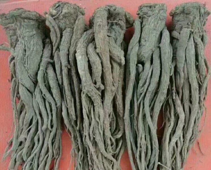 当归原条，片，头片。无硫