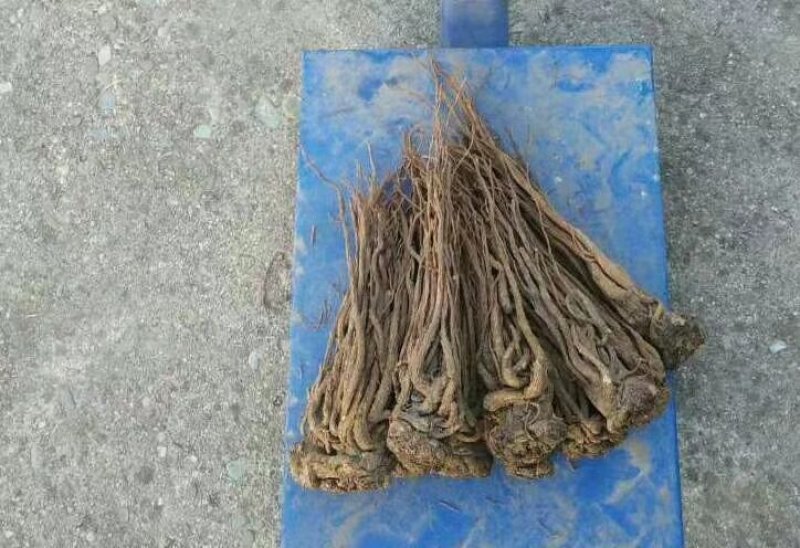 当归原条，片，头片。无硫