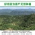 9A仙居东魁杨梅现摘现发6斤装时令水果