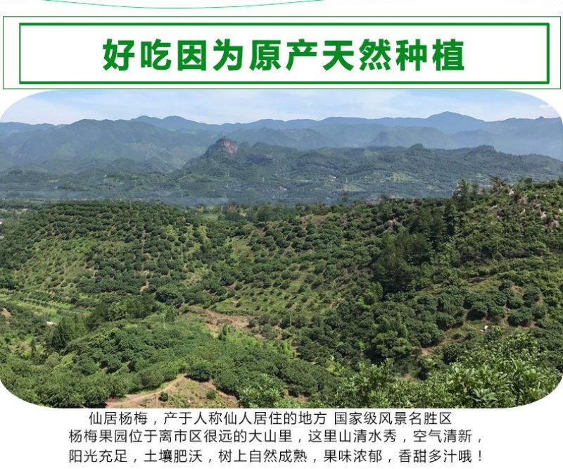 9A仙居东魁杨梅现摘现发6斤装时令水果