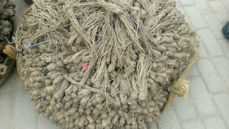 甘肃岷县当归，当归条当归片