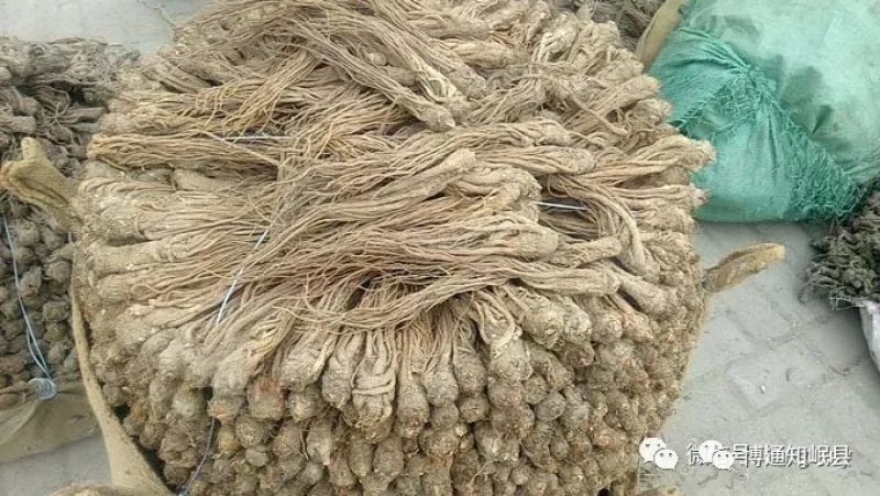 甘肃岷县当归，当归条当归片