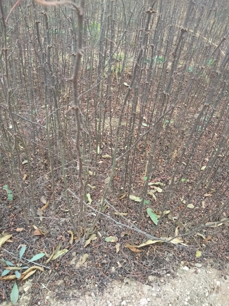 大红袍花椒苗，地经，0.8公分，（温馨提示：不包邮）
