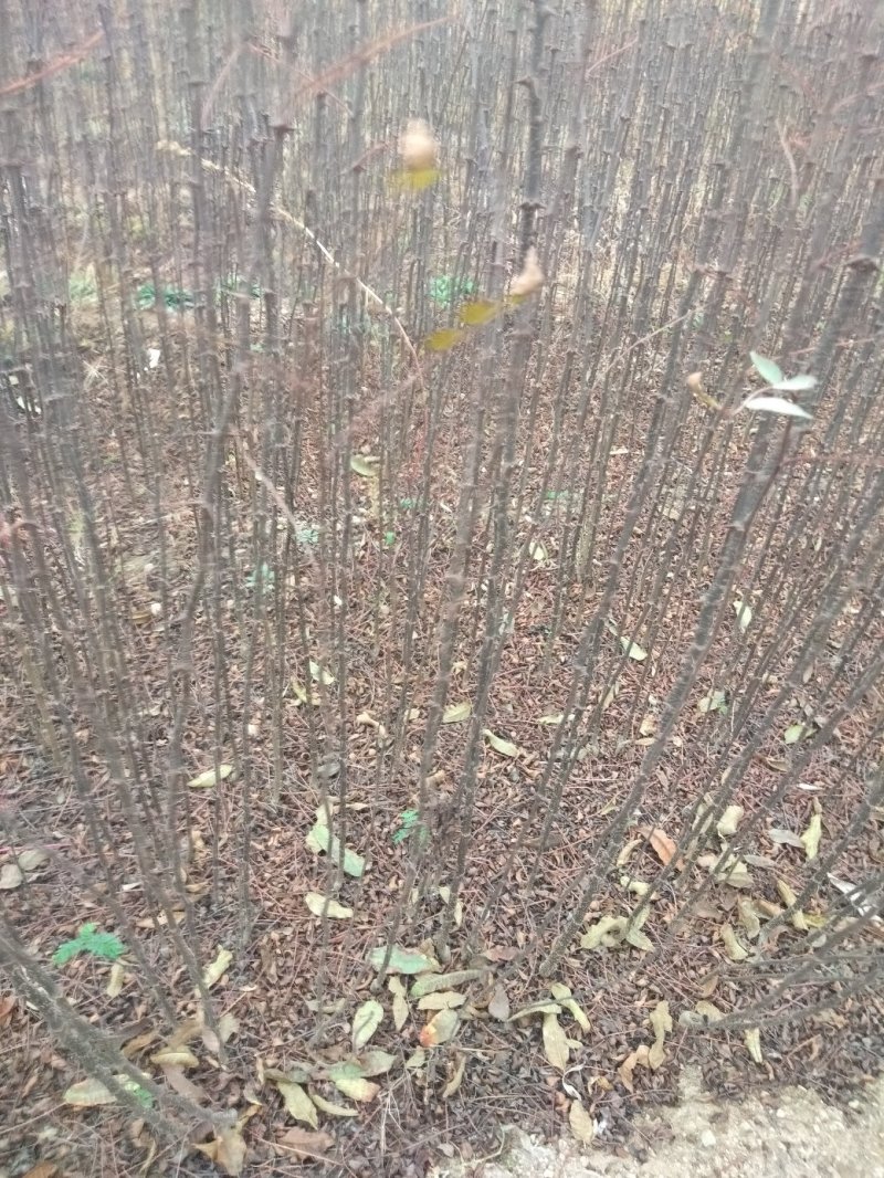大红袍花椒苗，地经，0.8公分，（温馨提示：不包邮）