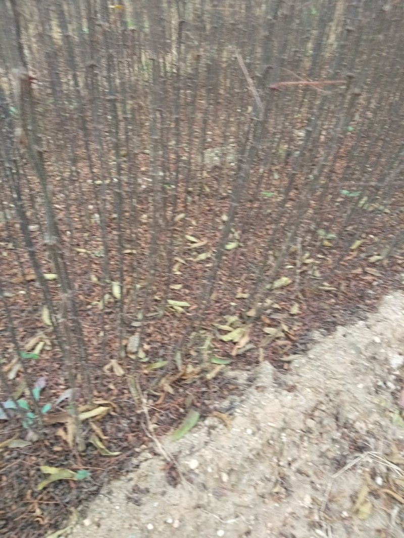 大红袍花椒苗，地经，0.8公分，（温馨提示：不包邮）