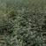 大红袍花椒苗，地经，0.8公分，（温馨提示：不包邮）