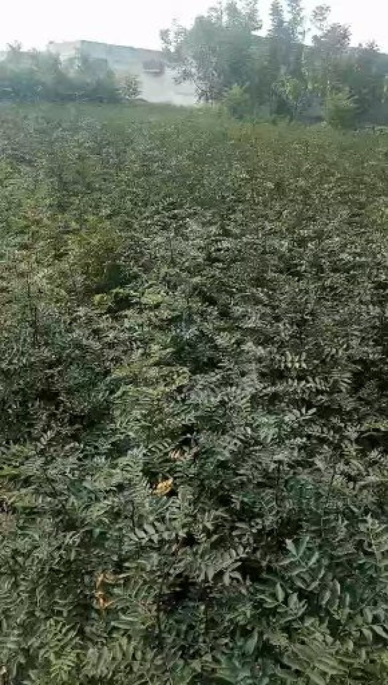 大红袍花椒苗，地经，0.8公分，（温馨提示：不包邮）