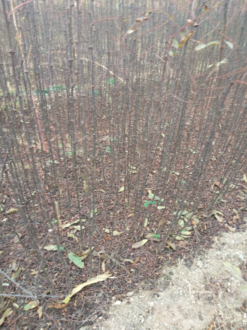 大红袍花椒苗，地经，0.8公分，（温馨提示：不包邮）