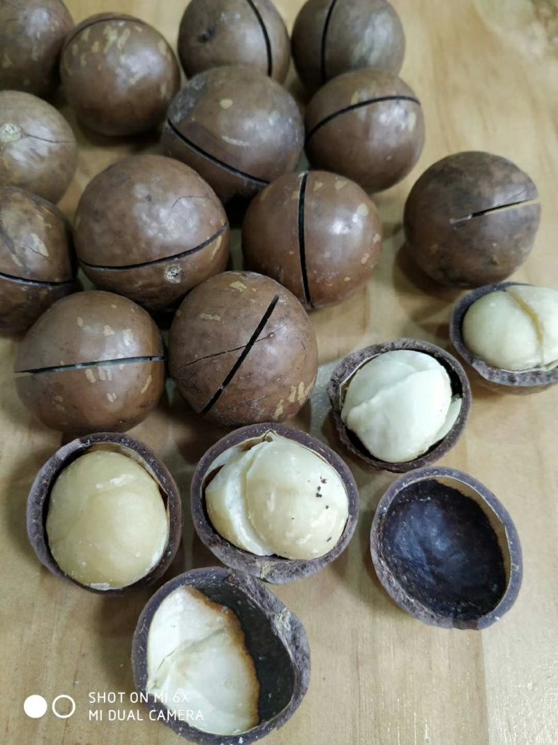 夏威夷果开囗好，果肉白，新货上市