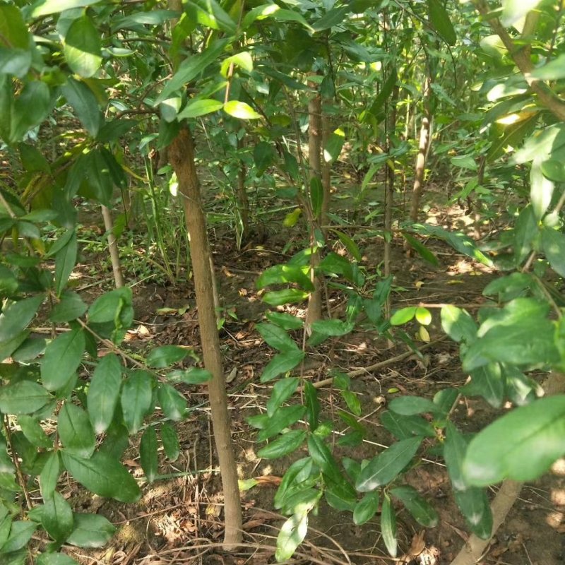 蒙阳红石榴苗一手嫁接苗两证一签基地直发保证品种成活率