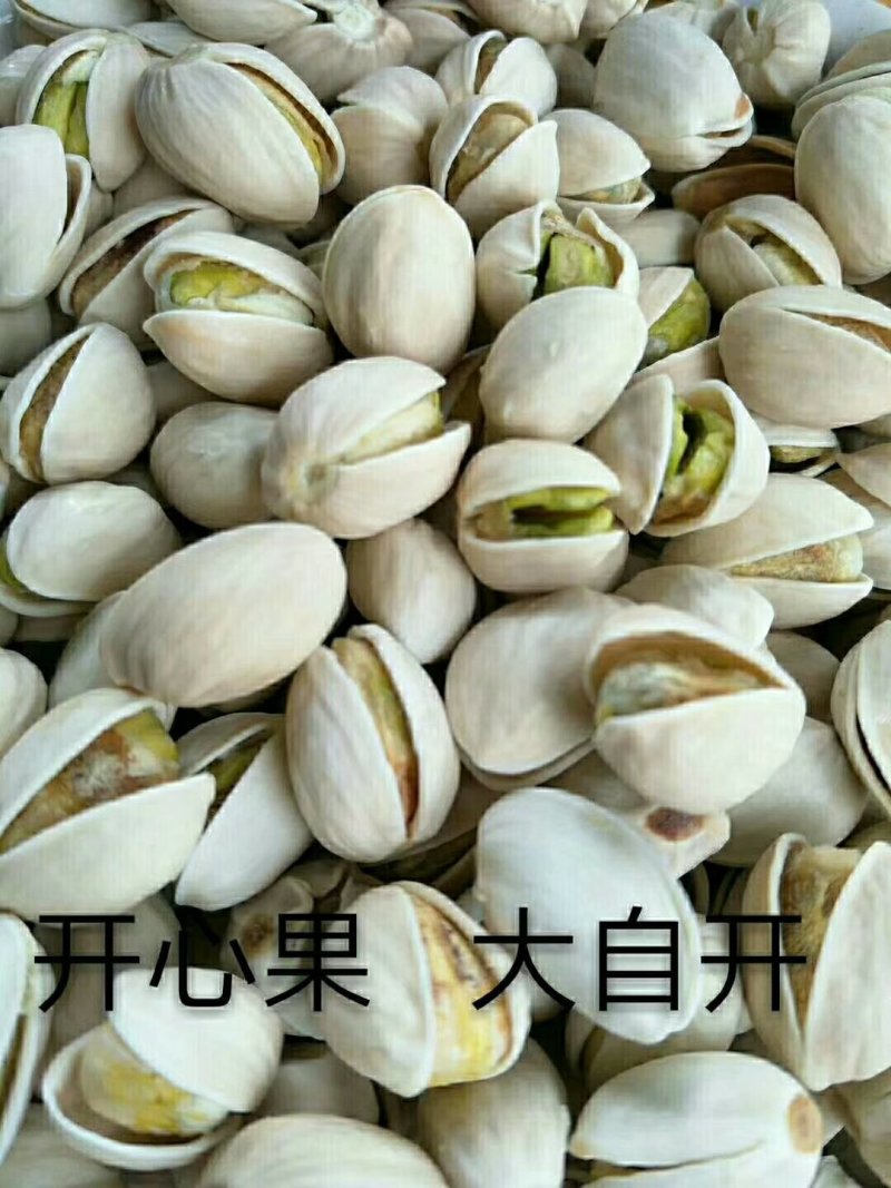 开心果大自开，原色，白色，新货上市