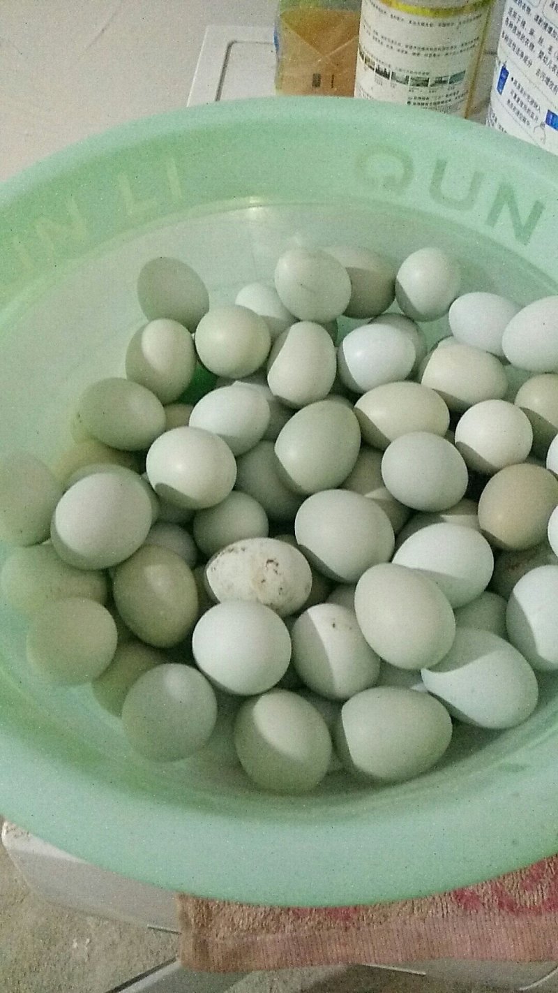 土鸡蛋农家散养绿壳蛋正宗草鸡蛋笨鸡蛋