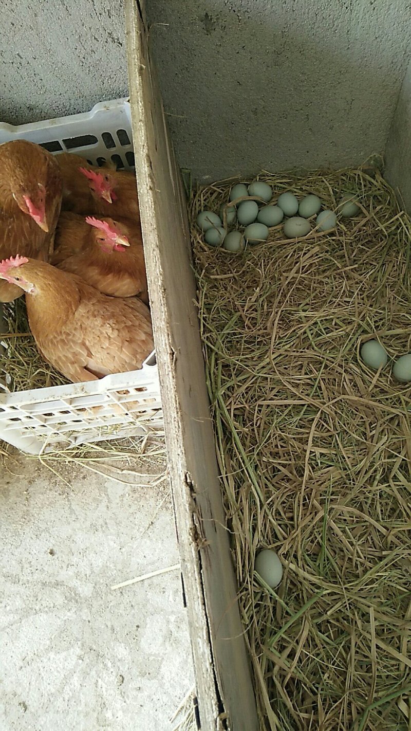 土鸡蛋农家散养绿壳蛋正宗草鸡蛋笨鸡蛋