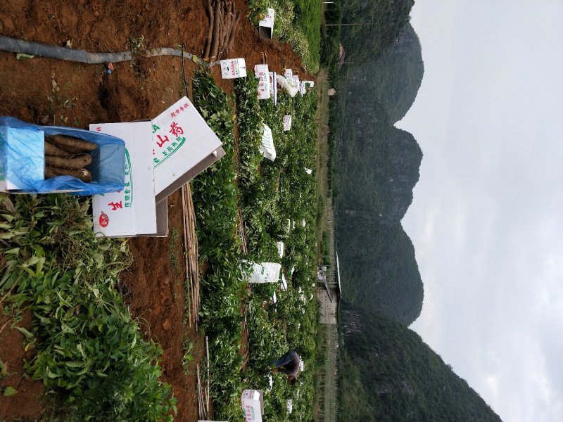 淮山药.新鲜黑皮山药，大量供应，欢迎老板订购