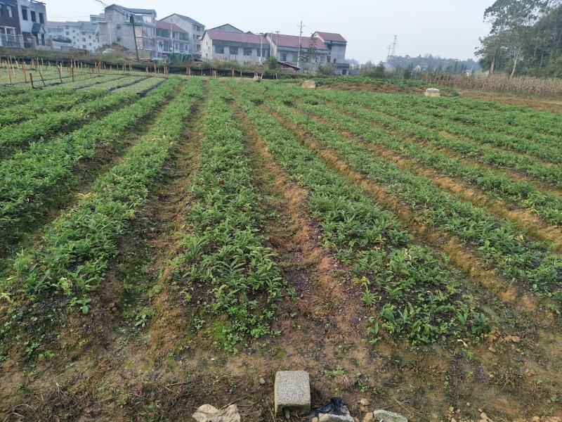 黄精种苗