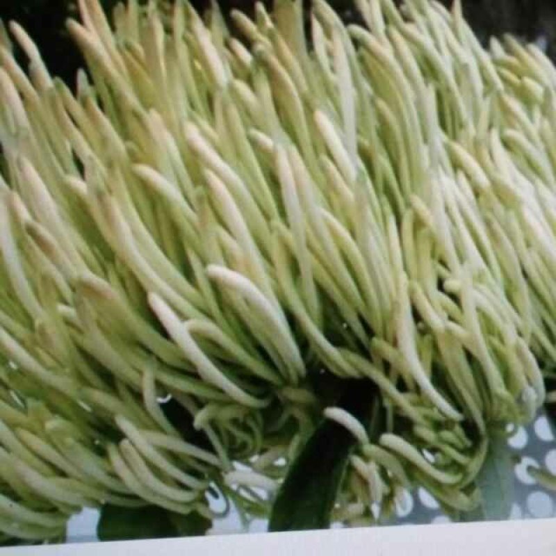 银花苗