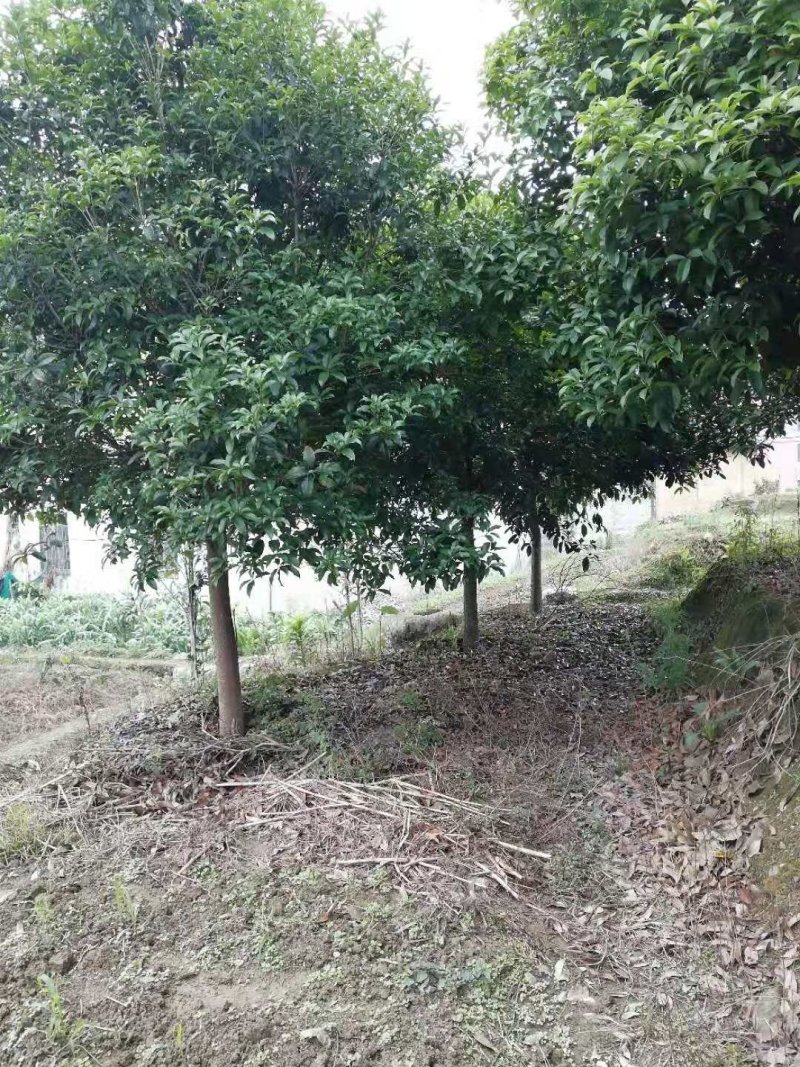 绿化苗木桂花