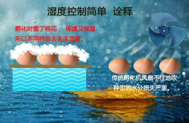 水床孵化箱70枚