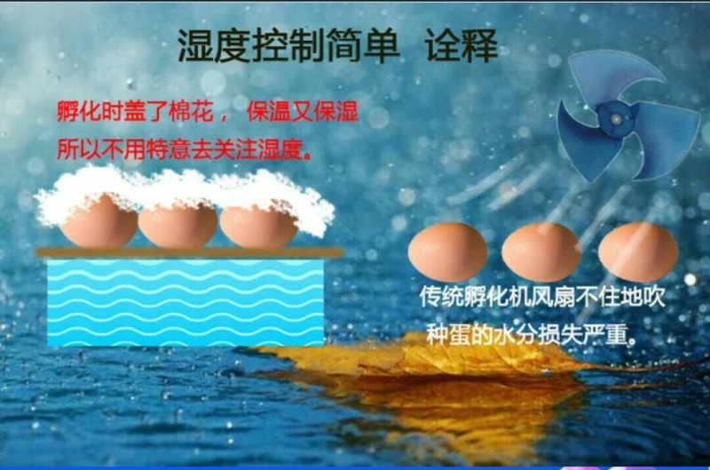 水床孵化箱70枚