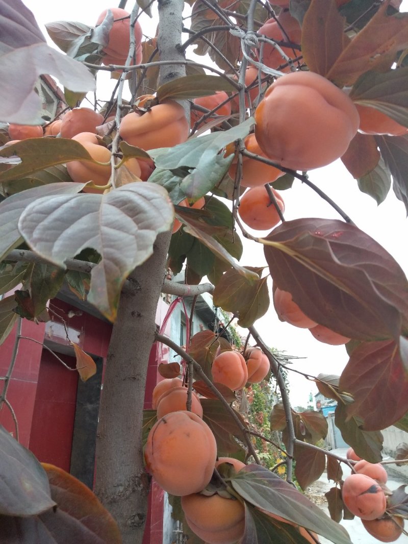 柿子树苗：丰阳甜柿子树苗：8.0～2.0公分