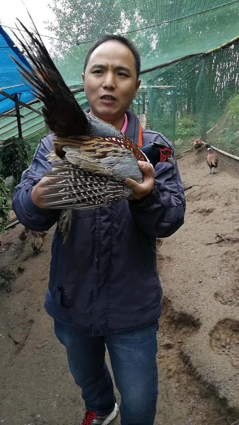 家养七彩山鸡散养五谷杂粮喂养的野鸡可视频看货场地直供