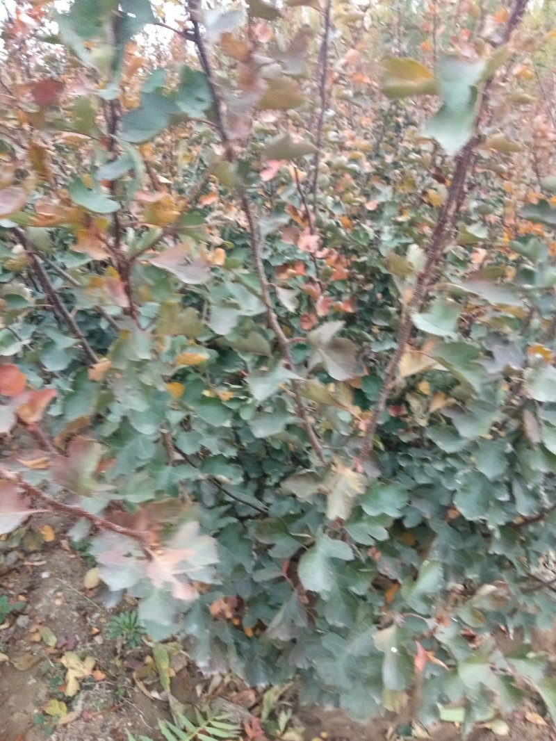 山楂树苗，山楂嫁接苗，用于边，建山楂园，占地用苗。
