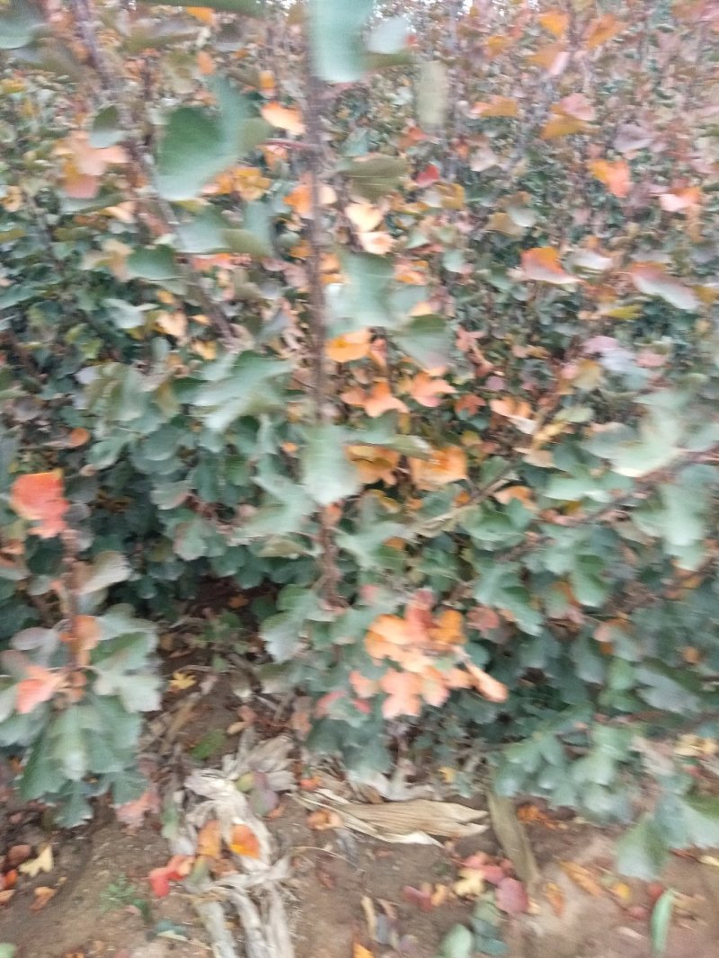 山楂树苗，山楂嫁接苗，用于边，建山楂园，占地用苗。