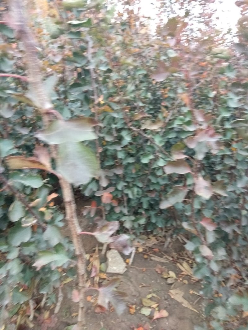 山楂树苗，山楂嫁接苗，用于边，建山楂园，占地用苗。
