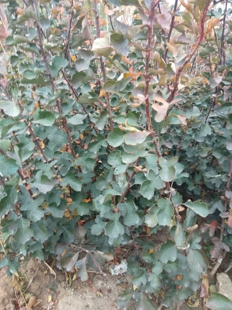 山楂树苗，山楂嫁接苗，用于边，建山楂园，占地用苗。