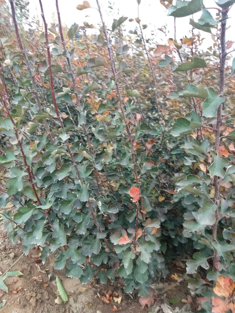 山楂树苗，山楂嫁接苗，用于边，建山楂园，占地用苗。