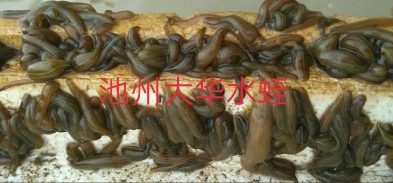 水蛭苗、提供养殖技术、产品包回收签订回收合同