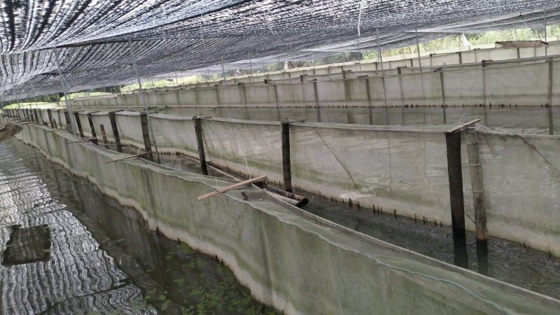 水蛭苗、提供养殖技术、产品包回收签订回收合同