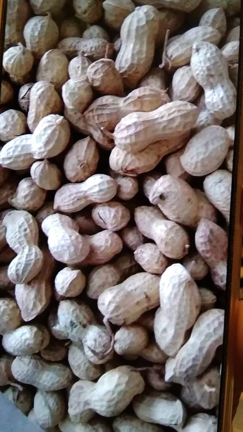 2019年白沙精选双仁果，大田用种，烤果厂，食品厂专用。