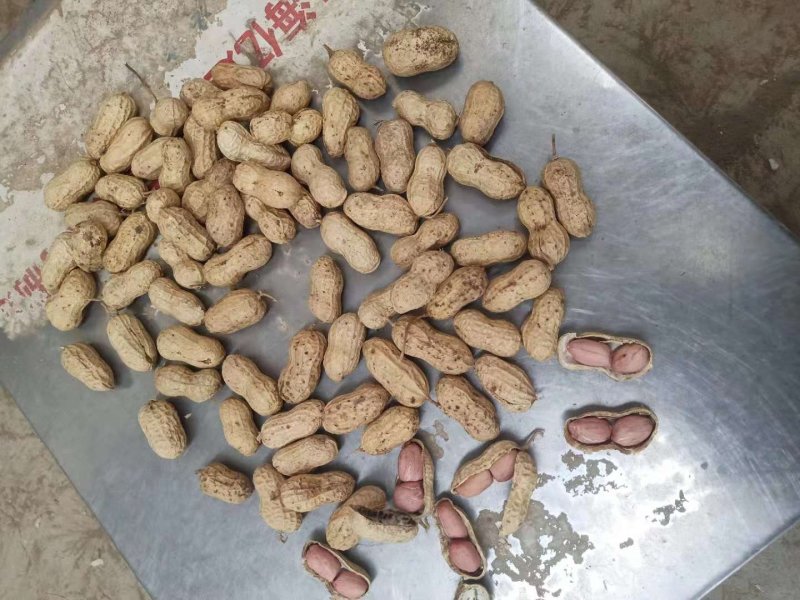 2019年白沙精选双仁果，大田用种，烤果厂，食品厂专用。