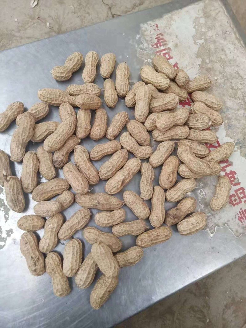 2019年白沙精选双仁果，大田用种，烤果厂，食品厂专用。