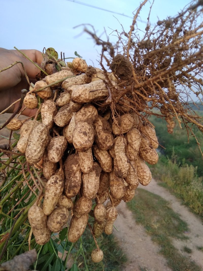 2019年白沙精选双仁果，大田用种，烤果厂，食品厂专用。
