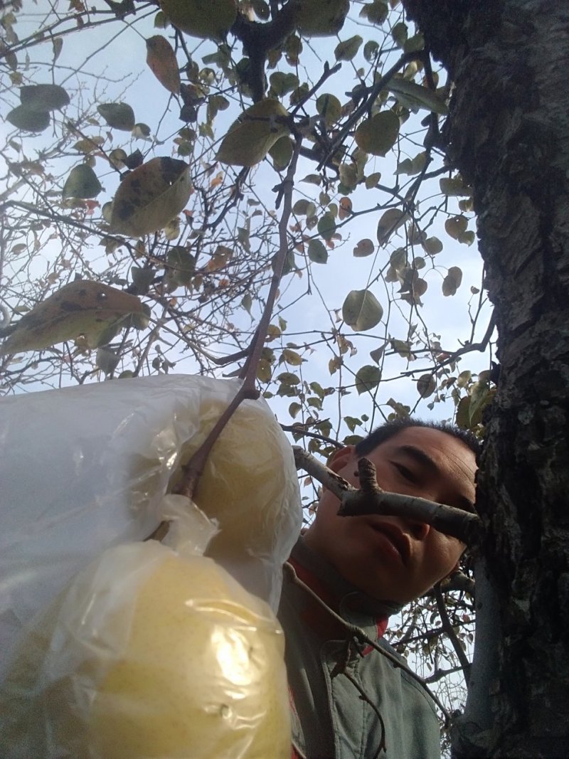 大沙河富士苹果🍎，口感脆甜皮薄肉细不打腊，不打崔熟剂。