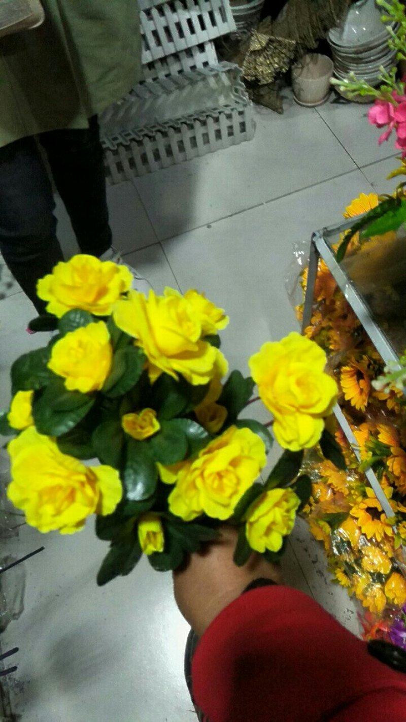大量批发橄榄，角堇，这是雪地花不怕冻，