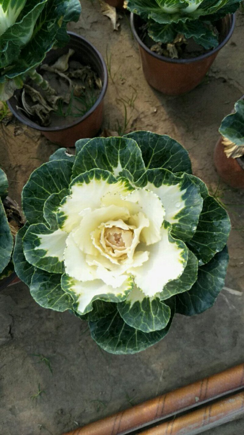 大量批发橄榄，角堇，这是雪地花不怕冻，