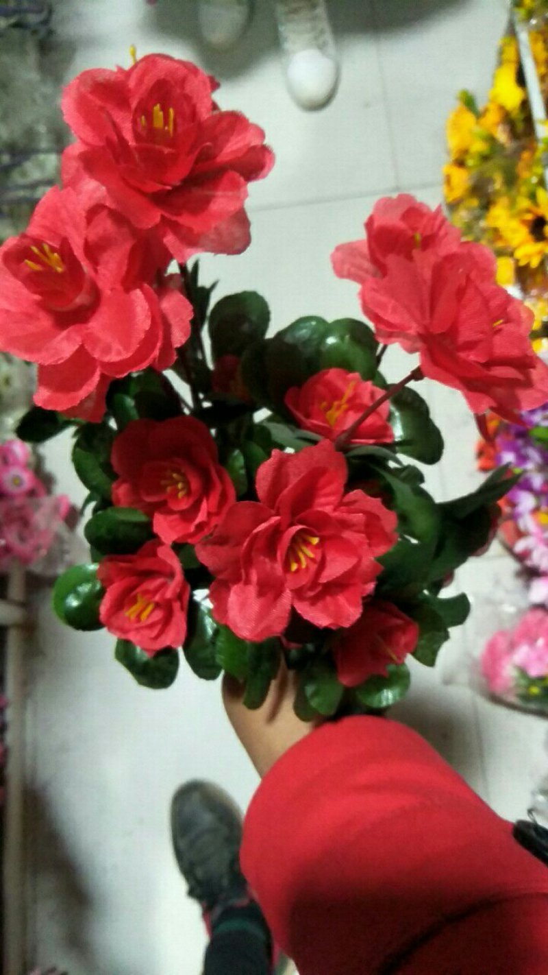 大量批发橄榄，角堇，这是雪地花不怕冻，