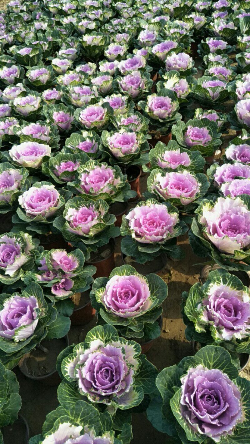 大量批发橄榄，角堇，这是雪地花不怕冻，